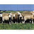 Échantillons gratuits clôture de bétail en mailles de fil de fil galvanisé